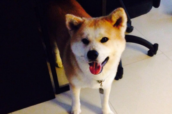 养秋田的禁忌，秋田犬有野性不能封闭饲养