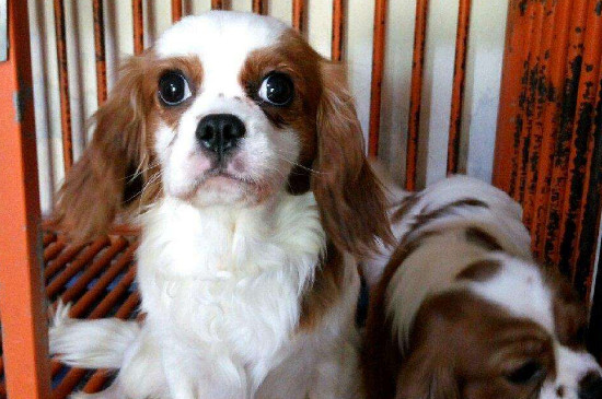 查理王小猎犬掉毛吗