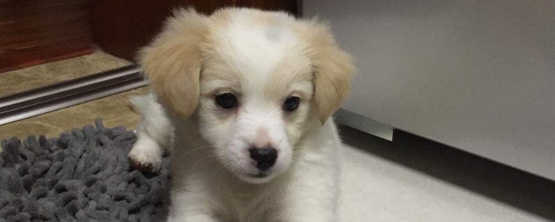 五个月狗狗还是幼犬吗