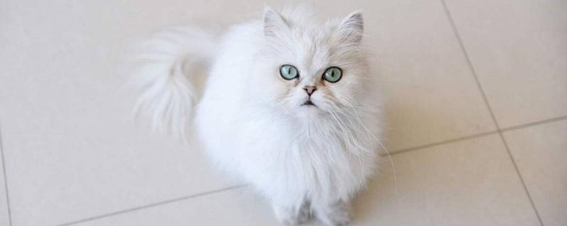 金吉拉猫一天喂几次