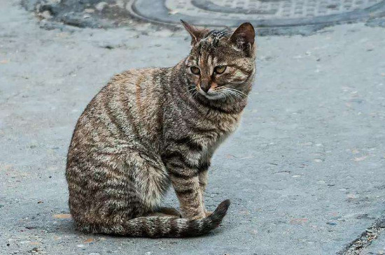 猫挡路什么预兆