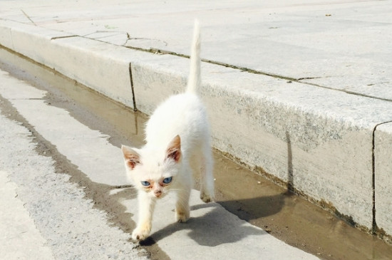 小猫拉血能自愈吗