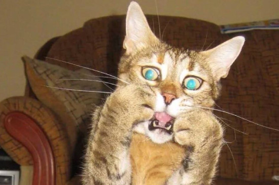 猫中毒的症状，最简单的治猫中毒方法
