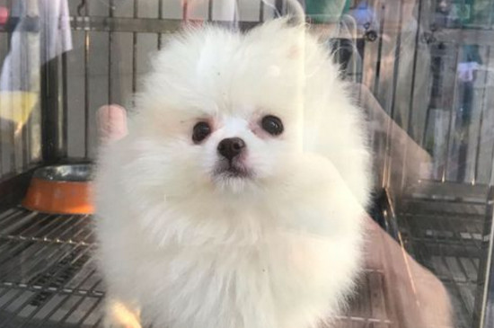 新手如何养博美犬