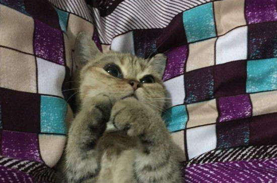 猫可以吃人的消炎药吗