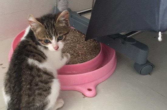 小猫会用猫砂但尿床