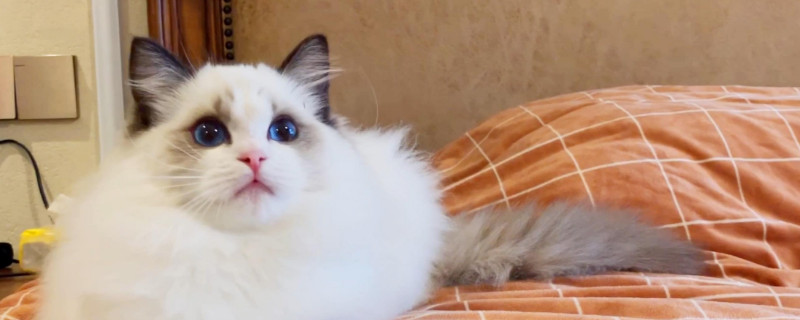 多久换次猫砂