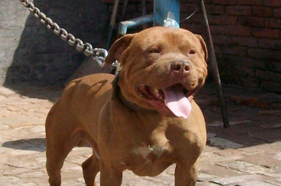 比特犬为什么见狗就咬