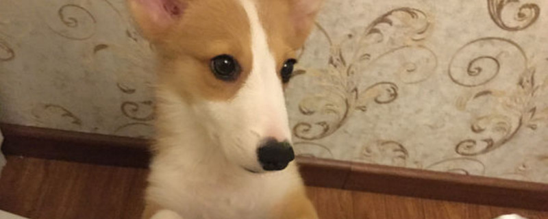 狗狗单鼻孔出血怎么办