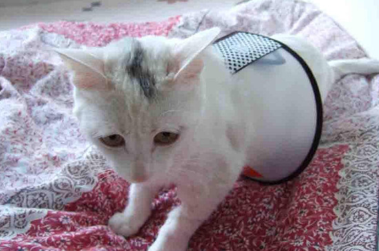 怀孕母猫如何补充营养