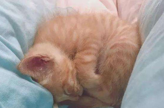 橘猫很瘦怎么回事