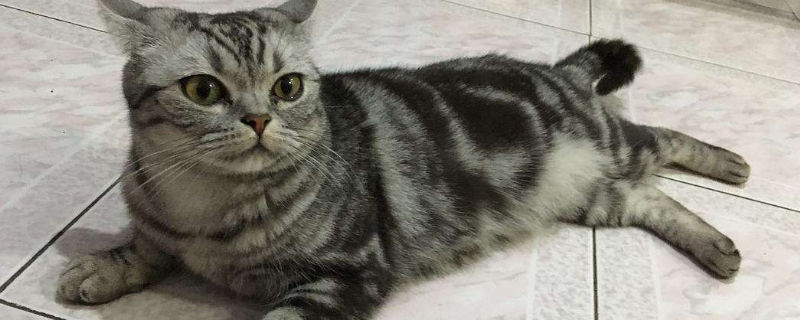 老猫接受新猫前兆
