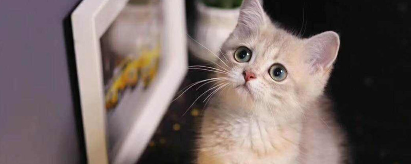 猫尿路感染会自愈吗