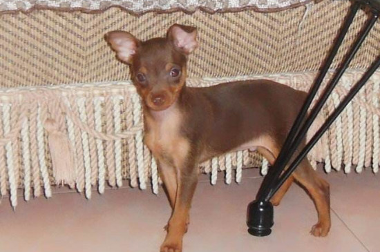 便宜好养的小型犬