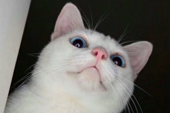 为什么不能打猫的头