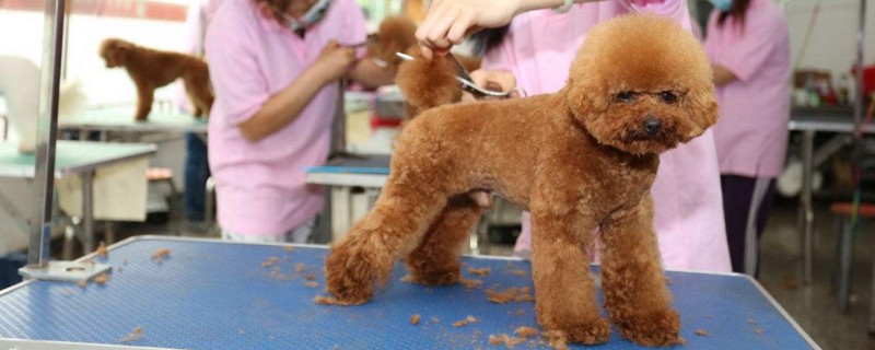 养贵宾犬对人的危害