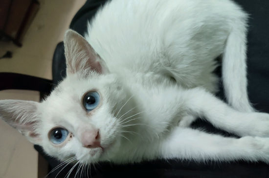 猫眼睛有黄黄的分泌物