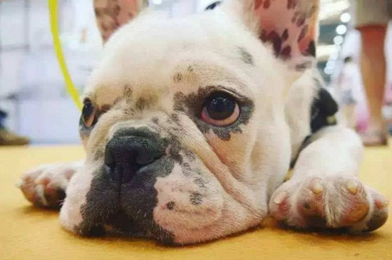 狗中暑怎么办