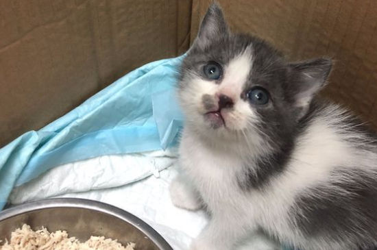 猫咪流鼻涕打喷嚏