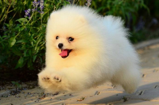 便宜好养的小型犬