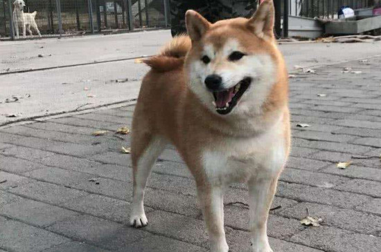 为什么说柴犬需要狠打