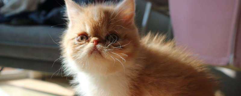 猫咪吃驱虫药注意事项