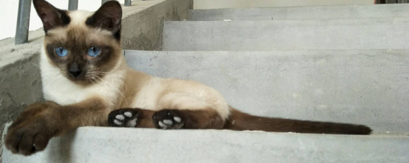 暹罗猫可以当土猫养吗