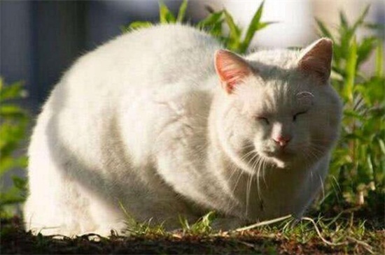 怀孕的猫能体外驱虫吗