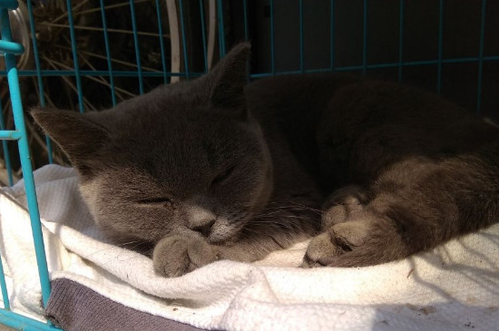 在宿舍养猫注意事项，在宿舍养猫的危害