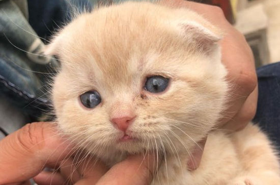 没断奶的小猫一直叫