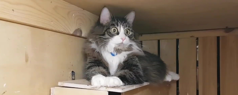 如何有效阻止猫进房间