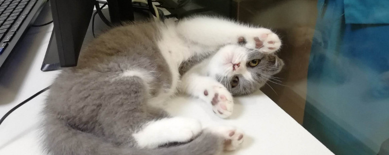 猫打疫苗后拉稀正常吗，该怎么办去缓解