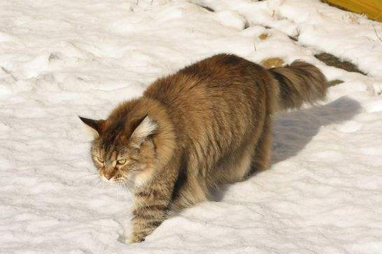 猫能吃洋葱吗