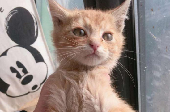 为什么土猫是三角脸