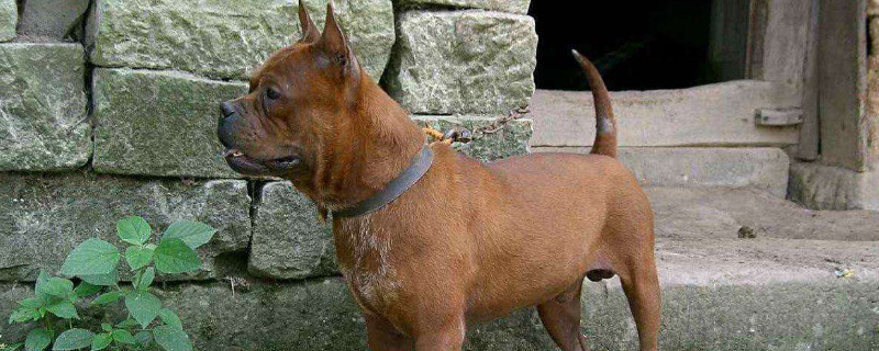 川东猎犬适合家养吗