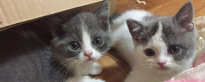 猫多久打一次疫苗