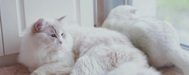布偶猫的尴尬期在几月