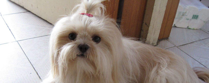 西施犬对主人喜欢的表现