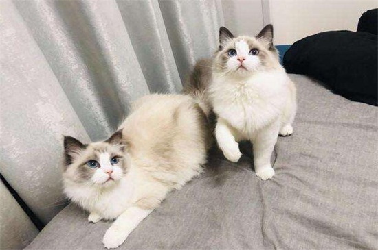 养猫一个月开销