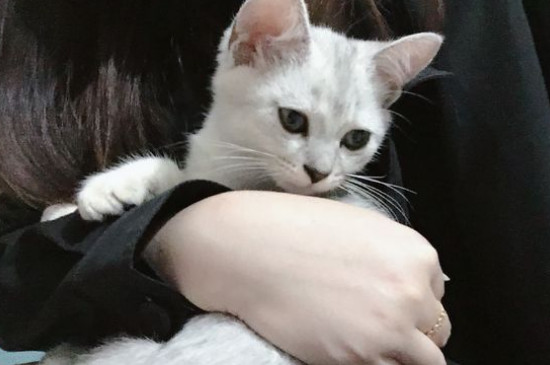 猫猫乱拉尿是什么征兆