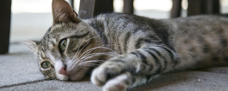 猫吃三文鱼的好处