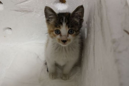 猫肚子里摸到圆形硬物