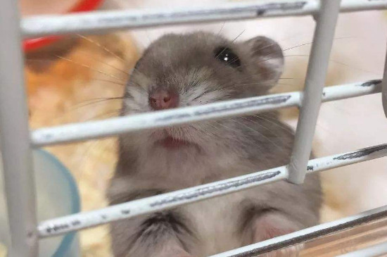 仓鼠能不能吃草莓