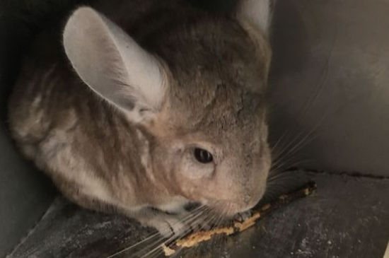 龙猫生气了怎么办