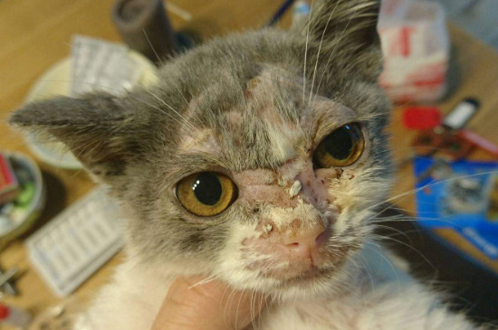 猫癣结痂了是好了吗