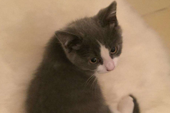 两个月小猫打喷嚏