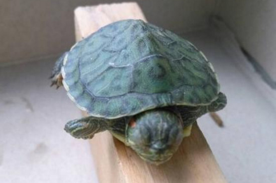 乌龟死了咋安葬他
