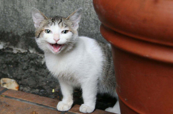 猫耳朵上有豁口