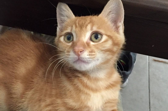 猫乱尿屡教不改