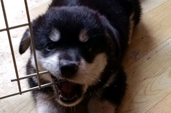 狗狗呼吸有声音像哮喘